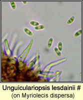 Unguiculariopsis lesdainii on Myriolecis dispersa