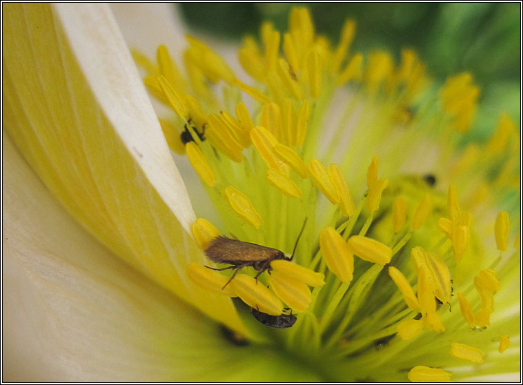 Micropterix aruncella