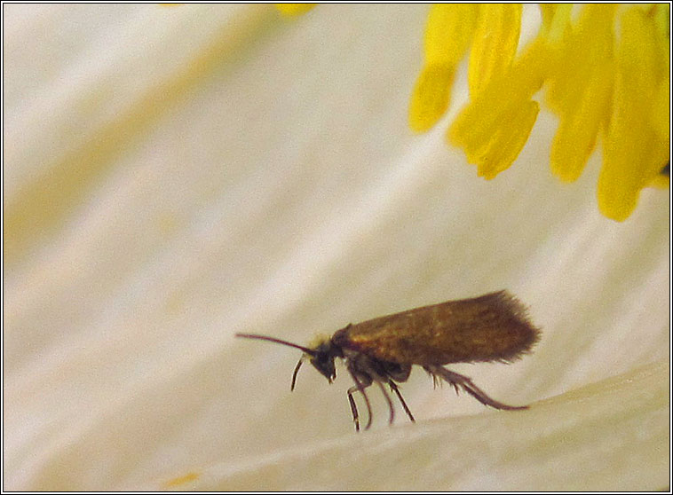 Micropterix aruncella