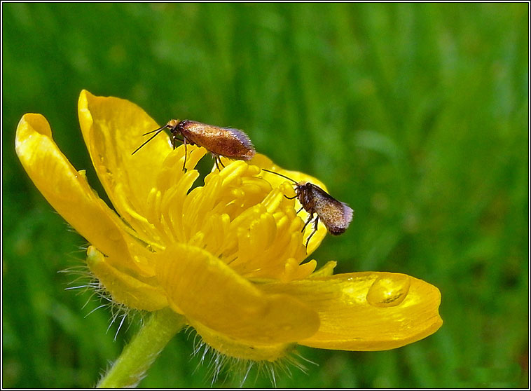 Micropterix calthella