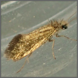 Dyseriocrania subpurpurella
