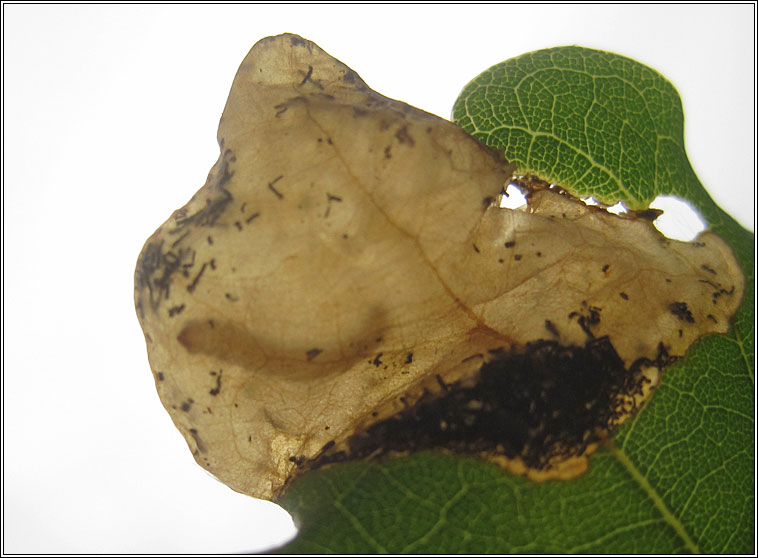Dyseriocrania subpurpurella