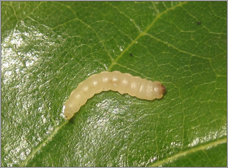 Dyseriocrania subpurpurella