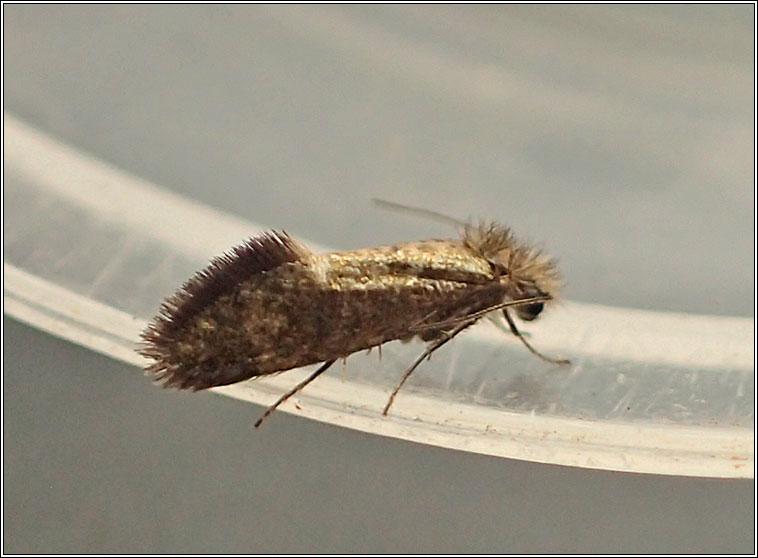 Dyseriocrania subpurpurella