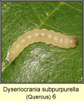 Dyseriocrania subpurpurella