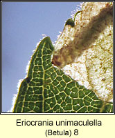 Eriocrania unimaculella