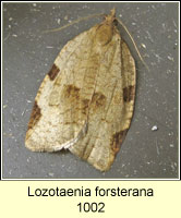 Lozotaenia forsterana