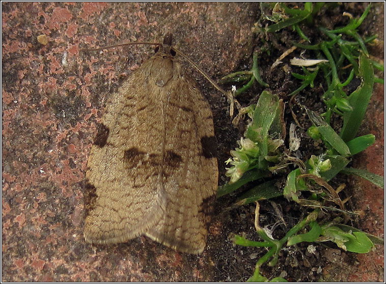 Lozotaenia forsterana