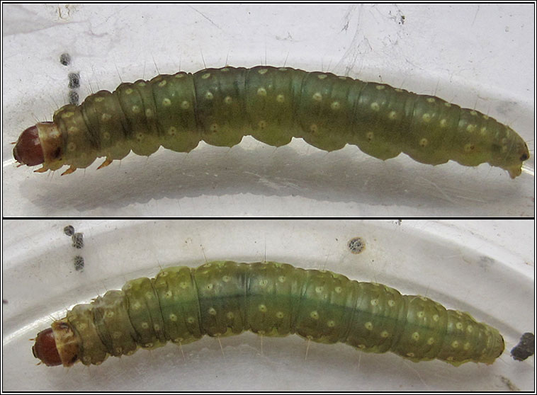 Lozotaenia forsterana