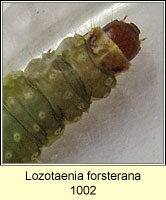 Lozotaenia forsterana