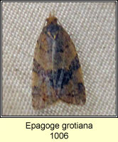 Epagoge grotiana