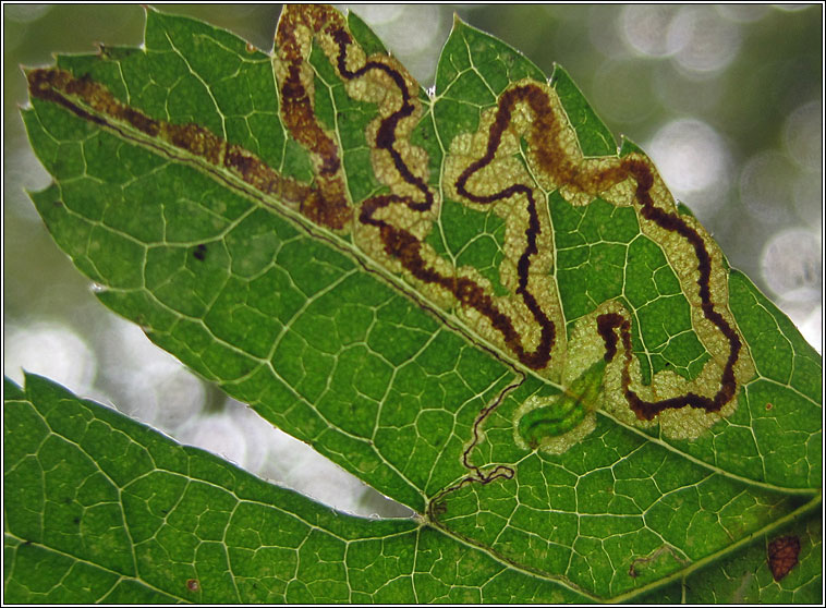 Stigmella oxyacanthella