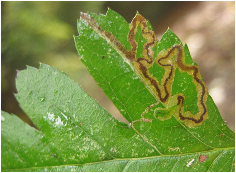 Stigmella oxyacanthella