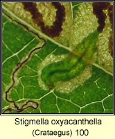 Stigmella oxyacanthella