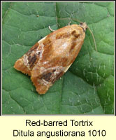 Red-barred Tortrix, Ditula angustiorana