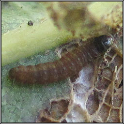 Red-barred Tortrix, Ditula angustiorana