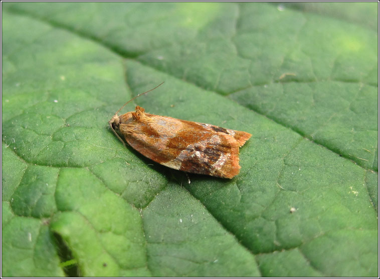 Red-barred Tortrix, Ditula angustiorana