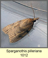 Sparganothis pilleriana