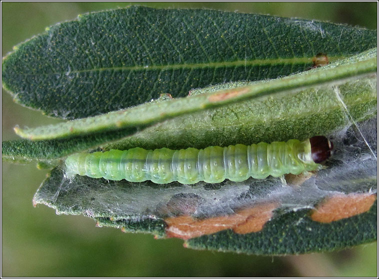 Eulia ministrana