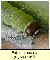 Eulia ministrana