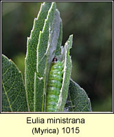 Eulia ministrana