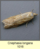 Cnephasia longana