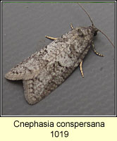 Cnephasia conspersana