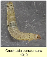 Cnephasia conspersana