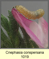 Cnephasia conspersana