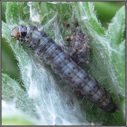 Cnephasia stephensiana