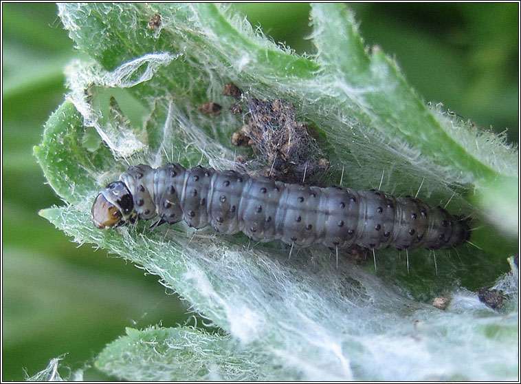 Cnephasia stephensiana