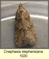 Cnephasia stephensiana