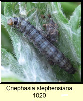 Cnephasia stephensiana