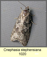 Cnephasia stephensiana