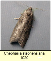 Cnephasia stephensiana