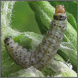 Flax Tortrix, Cnephasia asseclana