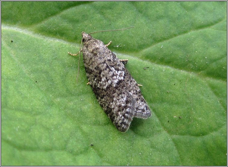 Flax Tortrix, Cnephasia asseclana