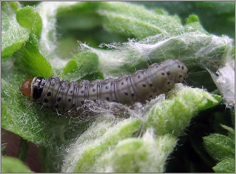 Flax Tortrix, Cnephasia asseclana