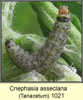 Cnephasia asseclana