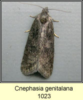 Cnephasia genitalana