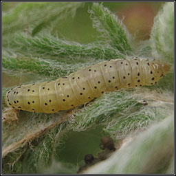 Cnephasia genitalana