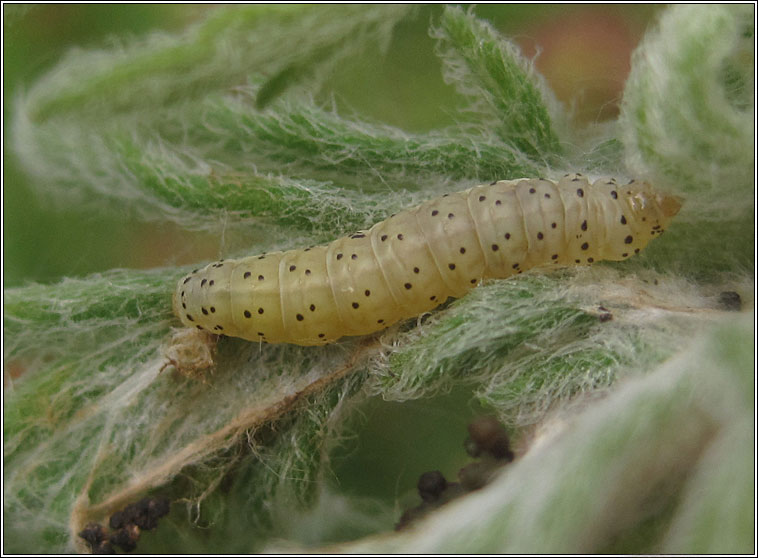 Cnephasia genitalana