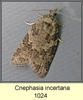 Cnephasia incertana