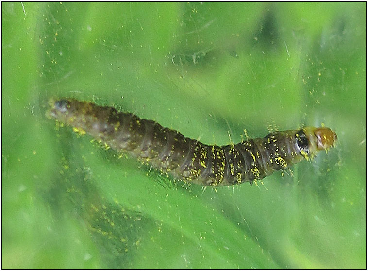 Cnephasia incertana