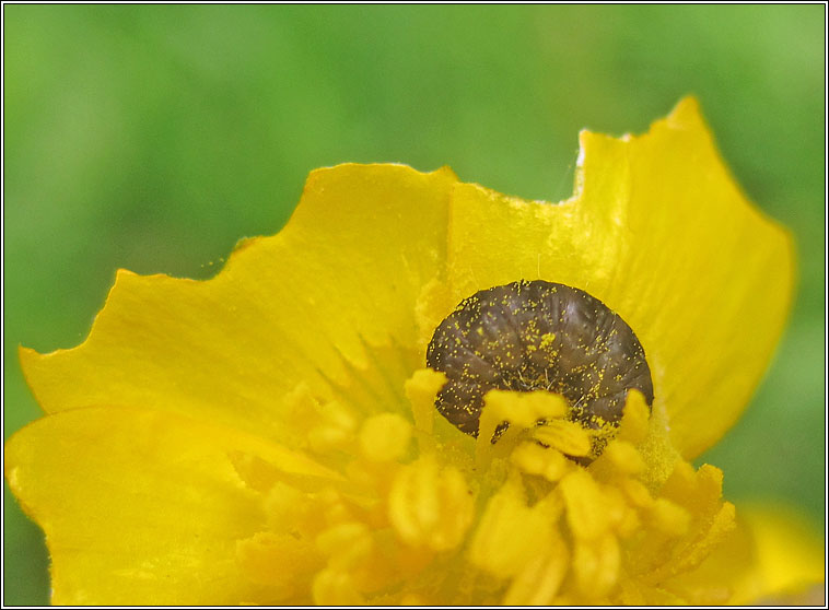 Cnephasia incertana