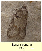 Eana incanana