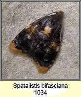 Spatalistis bifasciana