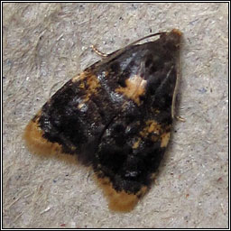 Spatalistis bifasciana