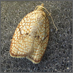 Acleris forsskaleana