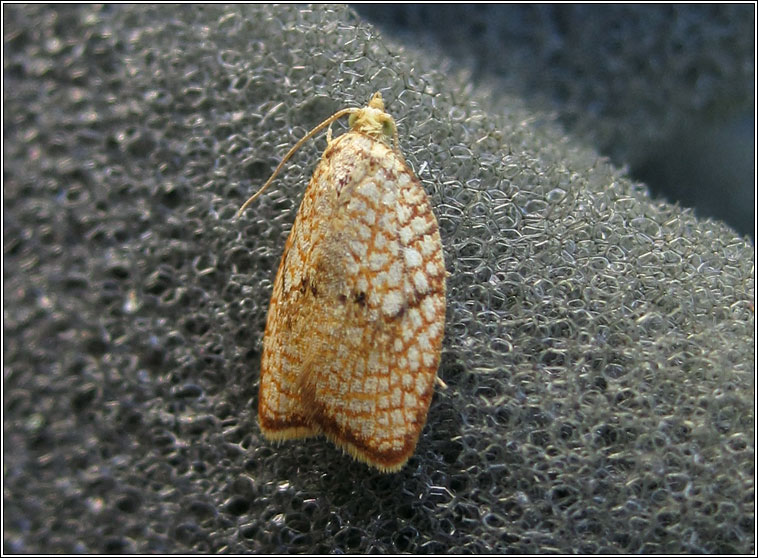 Acleris forsskaleana